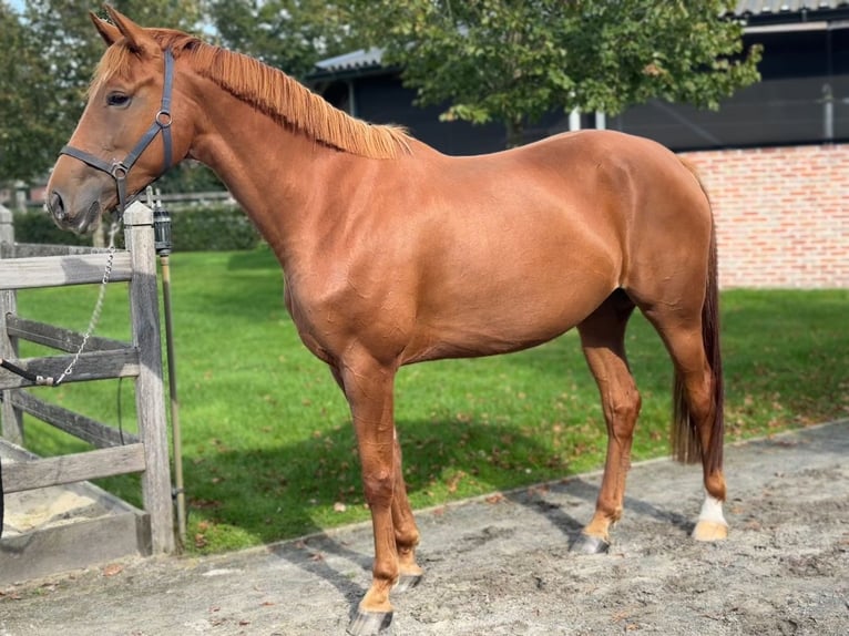 KWPN Mare 5 years 16,2 hh Chestnut-Red in Kalmthout