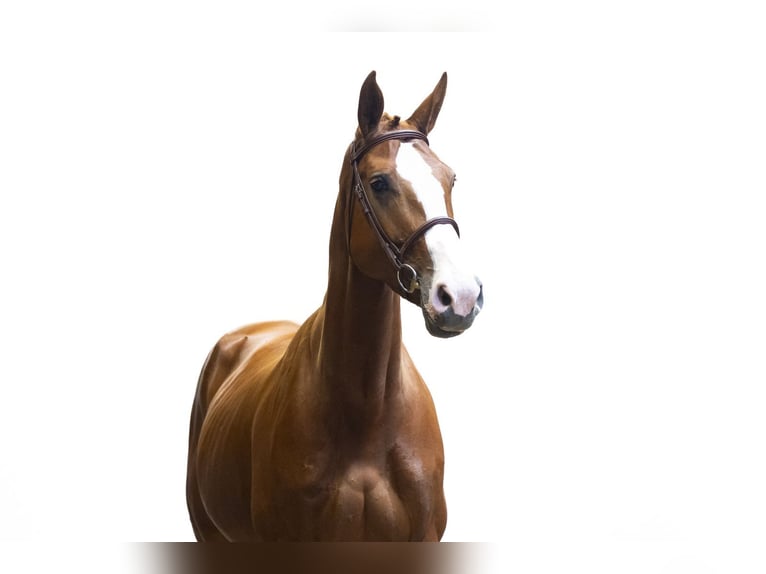 KWPN Mare 5 years 16.2 hh Chestnut-Red in Waddinxveen