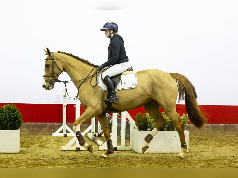 KWPN Mare 5 years 16,2 hh Chestnut-Red in Waddinxveen