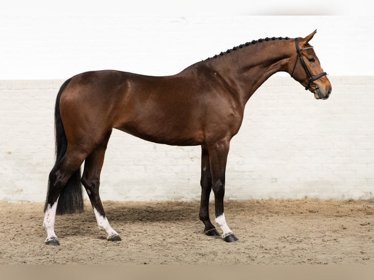 KWPN Mare 5 years 16.2 hh  in Heerde