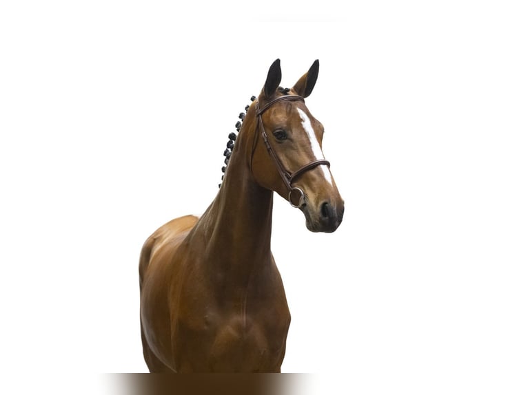KWPN Mare 5 years 16.2 hh  in Waddinxveen