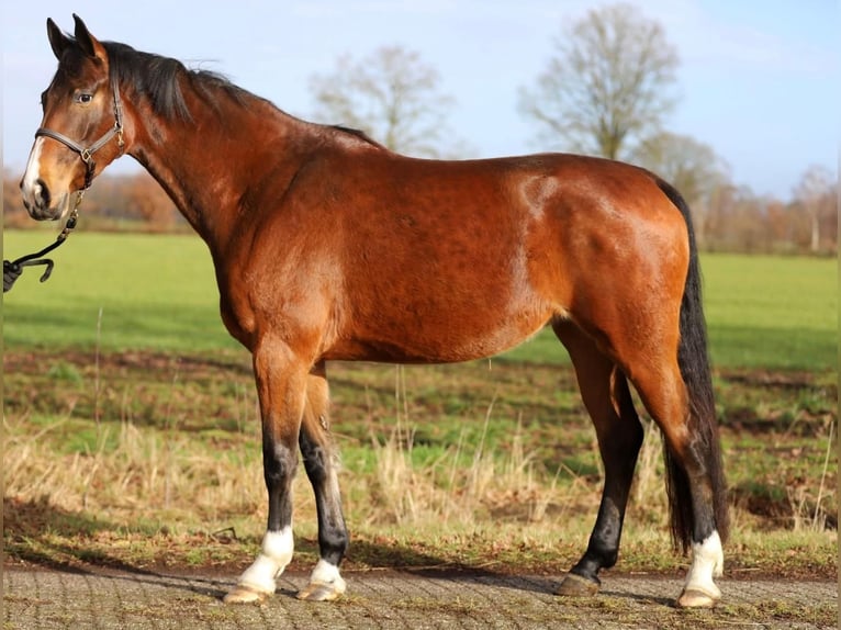 KWPN Mare 5 years 16.3 hh Brown in Harreveld
