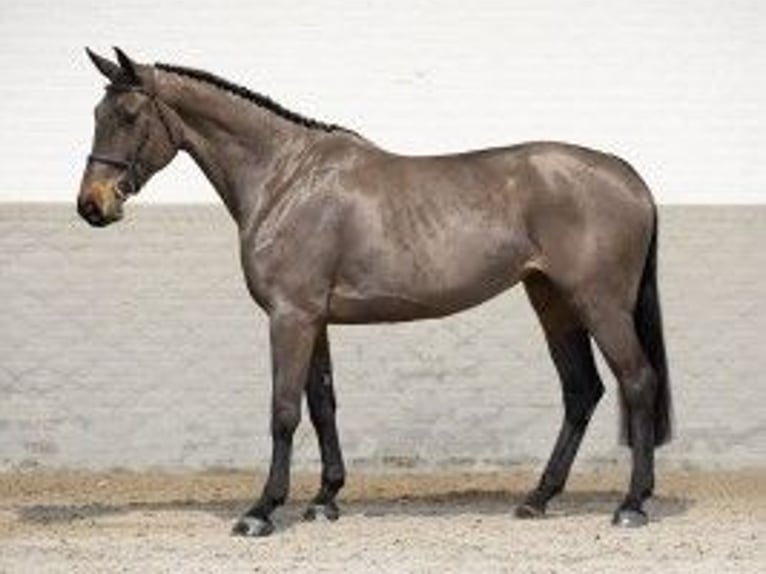 KWPN Mare 5 years 16,3 hh Brown in Heerde