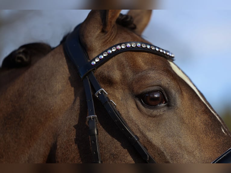 KWPN Mare 5 years 16 hh Bay-Dark in &#39;s-Hertogenbosch