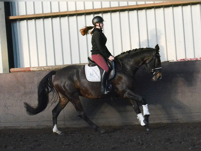 KWPN Mare 5 years 16 hh Bay-Dark in GROTE-BROGEL