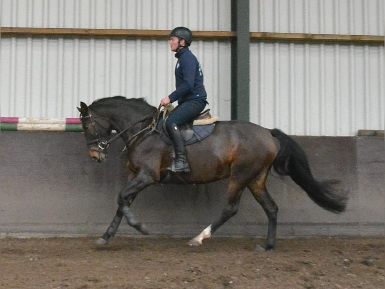 KWPN Mare 5 years 16 hh Bay-Dark in GROTE-BROGEL