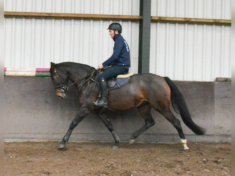 KWPN Mare 5 years 16 hh Bay-Dark in GROTE-BROGEL