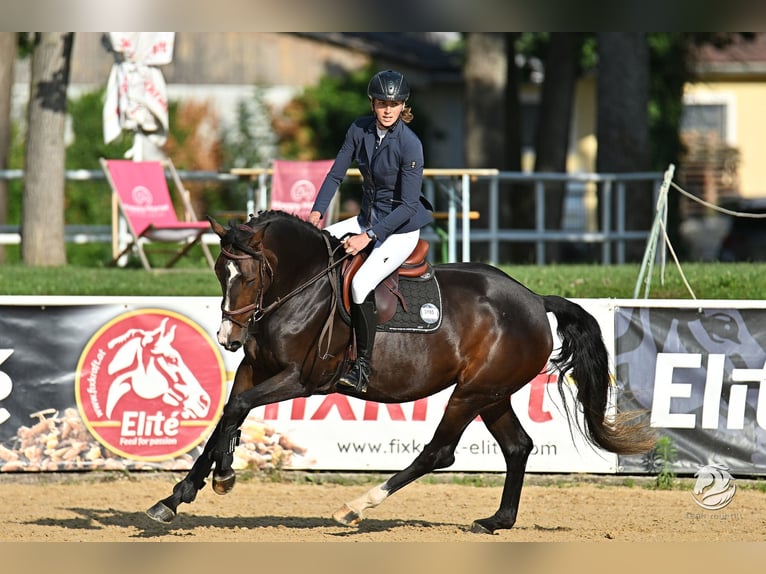 KWPN Mare 5 years 16 hh Bay-Dark in Berg im Attergau