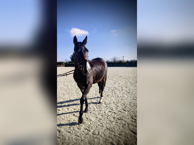 KWPN Mare 5 years 16 hh Bay-Dark in Delitzsch