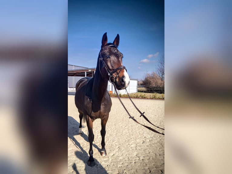 KWPN Mare 5 years 16 hh Bay-Dark in Delitzsch