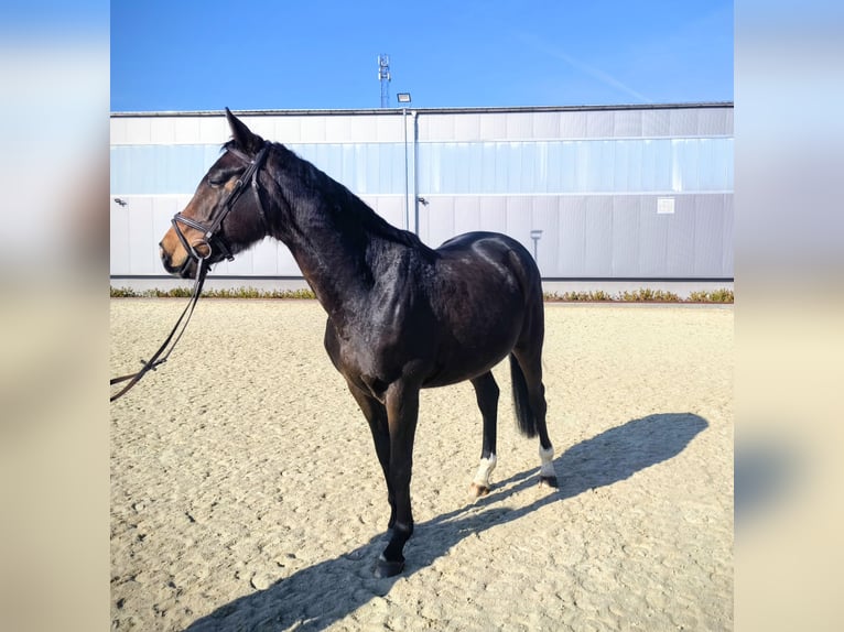KWPN Mare 5 years 16 hh Bay-Dark in Delitzsch