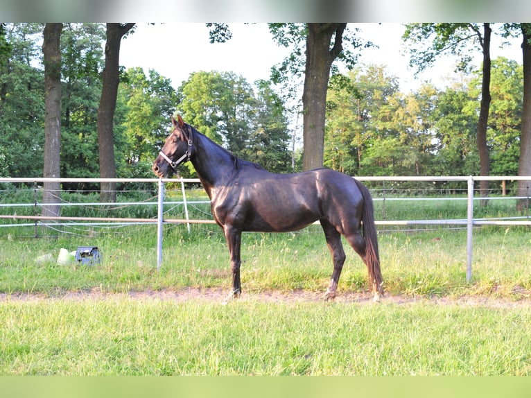KWPN Mare 5 years 16 hh Bay-Dark in Aalten
