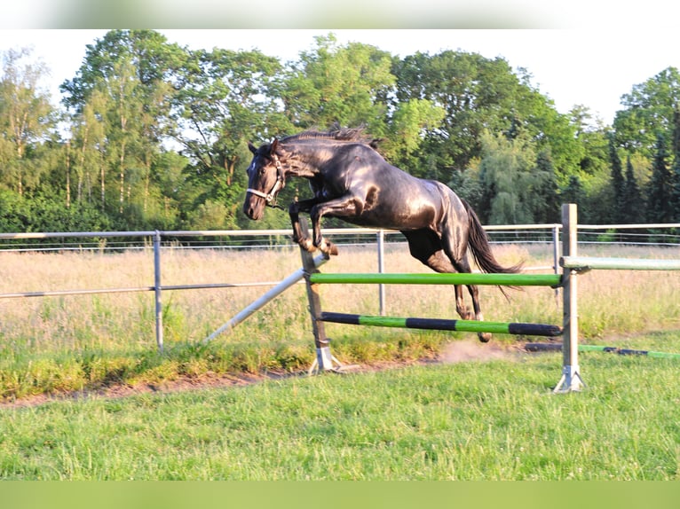 KWPN Mare 5 years 16 hh Bay-Dark in Aalten