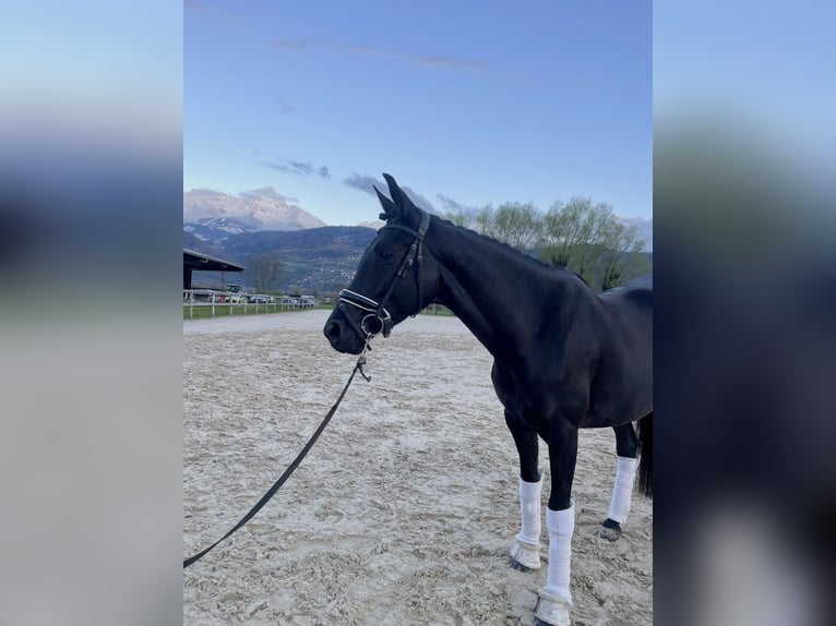 KWPN Mare 5 years 16 hh Black in Crolles