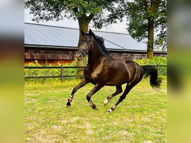 KWPN Mare 5 years 16 hh Black in Venray