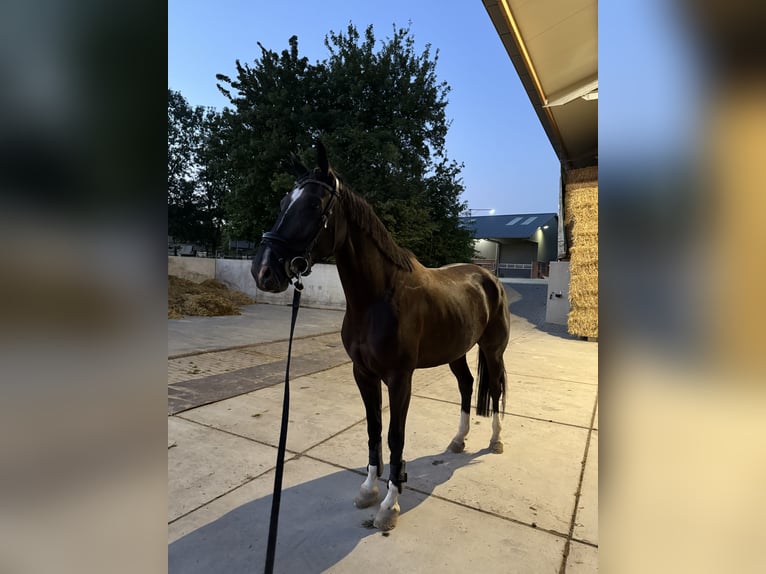 KWPN Mare 5 years 16 hh Black in Margraten