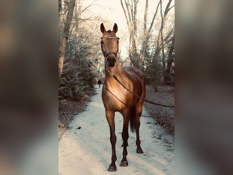 KWPN Mare 5 years 16 hh Brown in 's-Gravenhage