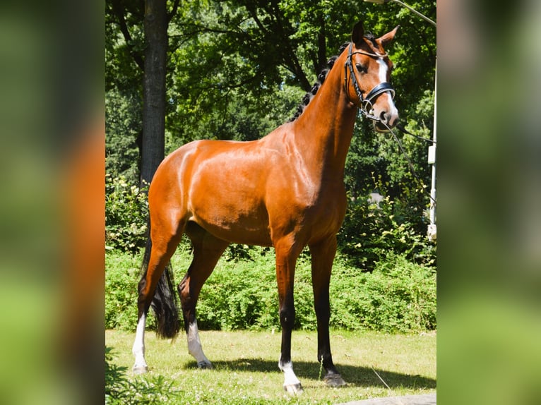 KWPN Mare 5 years 16 hh Brown in Best