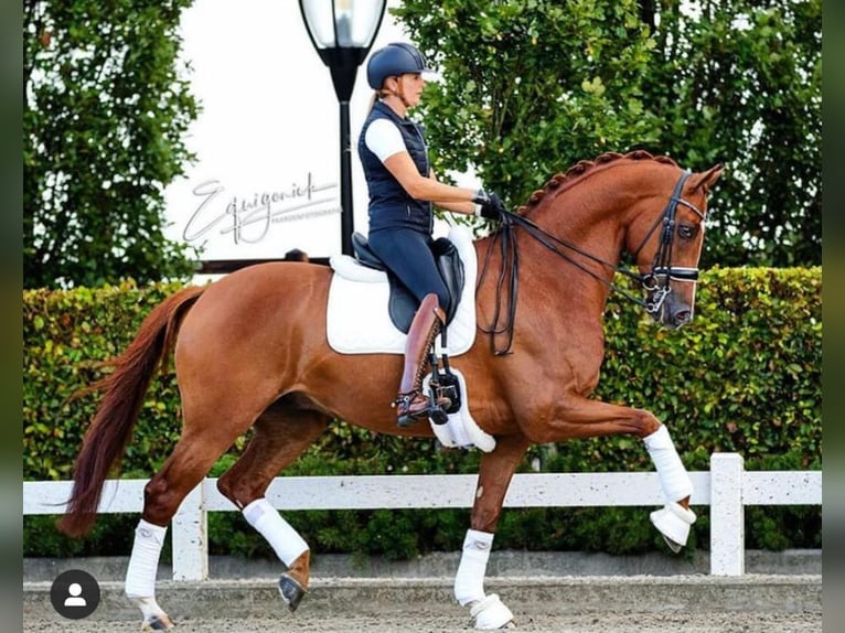 KWPN Mare 5 years 16 hh Brown in Best