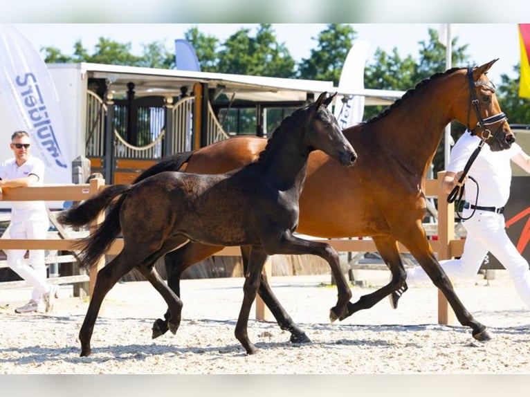 KWPN Mare 5 years 16 hh Brown in Best