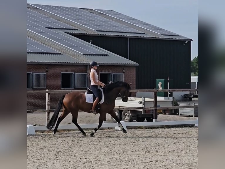 KWPN Mare 5 years 16 hh Brown in Uden