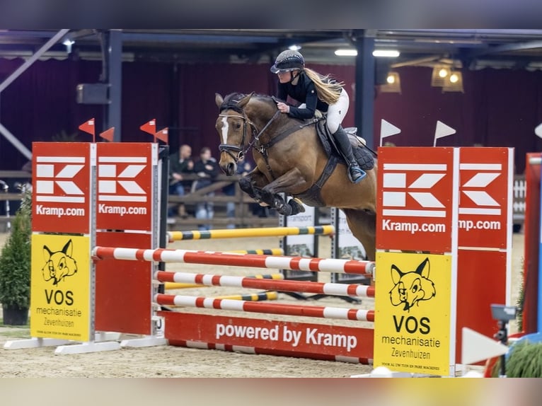KWPN Mare 5 years 16 hh Brown in Niekerk