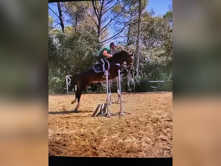 KWPN Mare 5 years 16 hh Brown in Saint-Antonin-du-Var