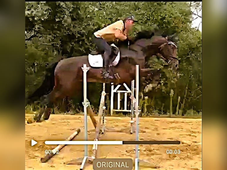 KWPN Mare 5 years 16 hh Brown in Saint-Antonin-du-Var