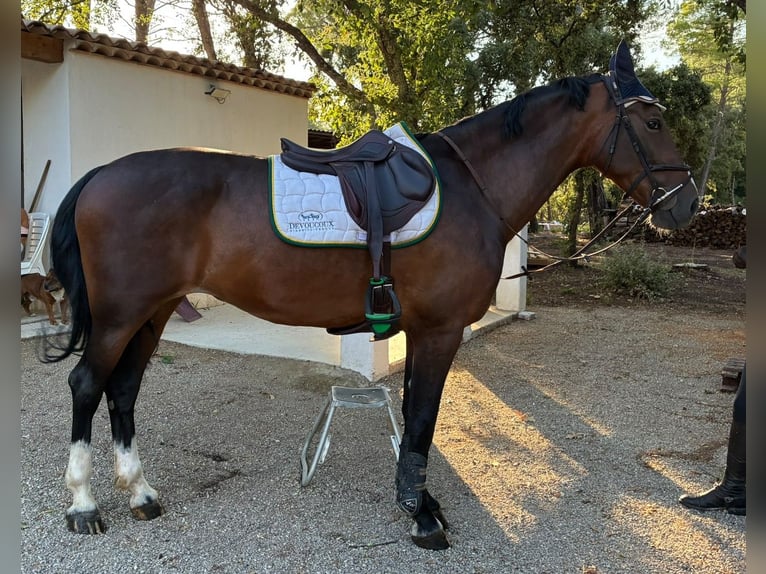 KWPN Mare 5 years 16 hh Brown in Saint-Antonin-du-Var