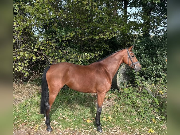 KWPN Mare 5 years 16 hh Brown in GROTE-BROGEL