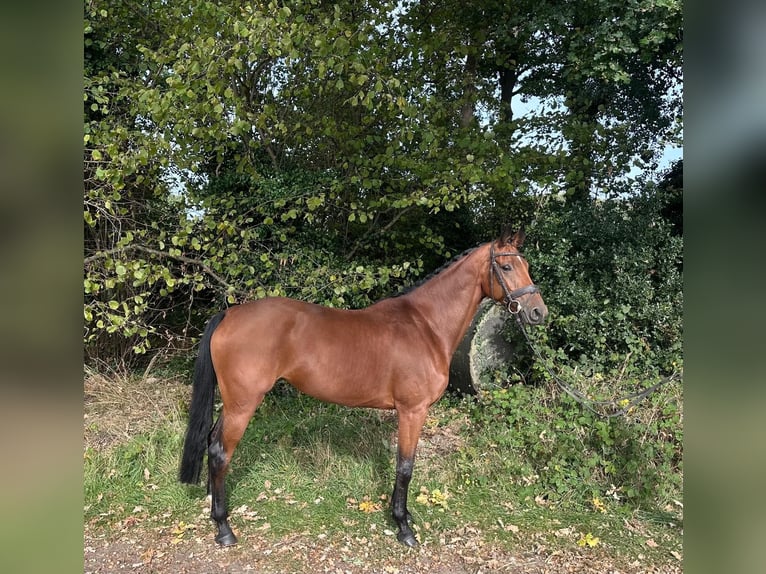 KWPN Mare 5 years 16 hh Brown in GROTE-BROGEL