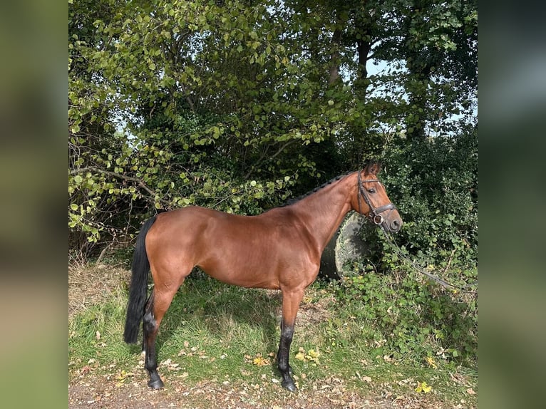 KWPN Mare 5 years 16 hh Brown in GROTE-BROGEL