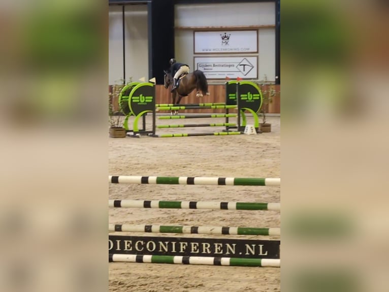 KWPN Mare 5 years 16 hh Brown in Hoensbroek