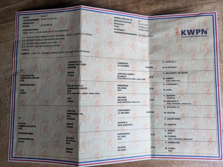 KWPN Mare 5 years 16 hh Brown in Hoensbroek