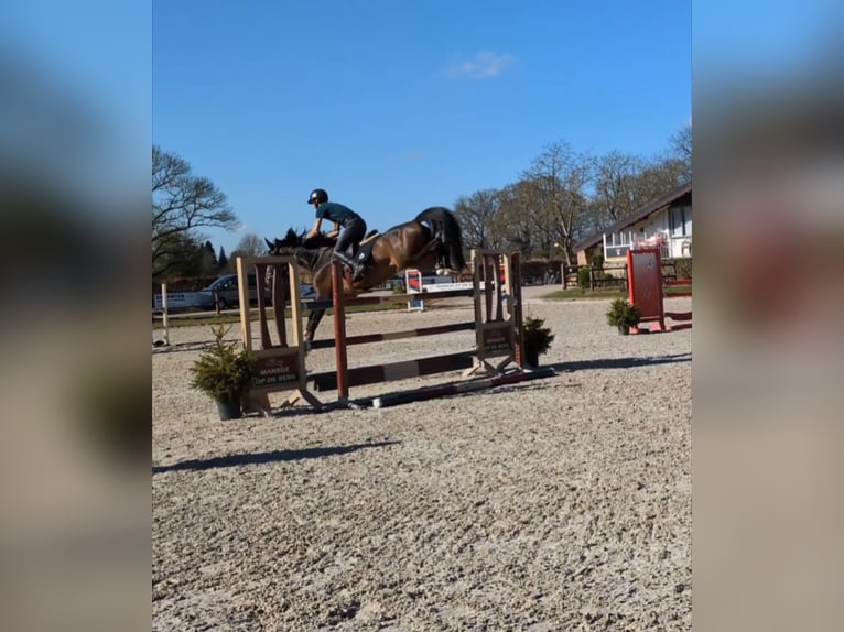 KWPN Mare 5 years 16 hh Brown in Hoensbroek