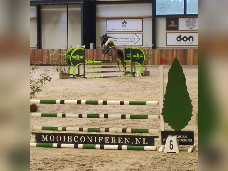 KWPN Mare 5 years 16 hh Brown in Hoensbroek