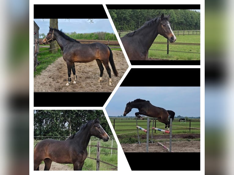 KWPN Mare 5 years 16 hh Brown in Hoensbroek