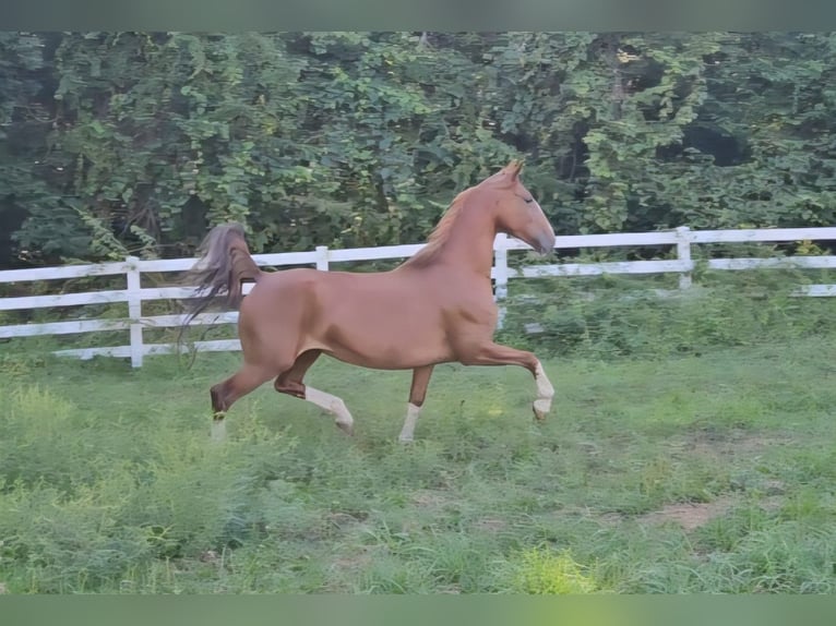 KWPN Mare 5 years 16 hh Chestnut in Ledyard