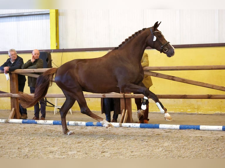 KWPN Mare 5 years 16 hh Chestnut in Swifterbant
