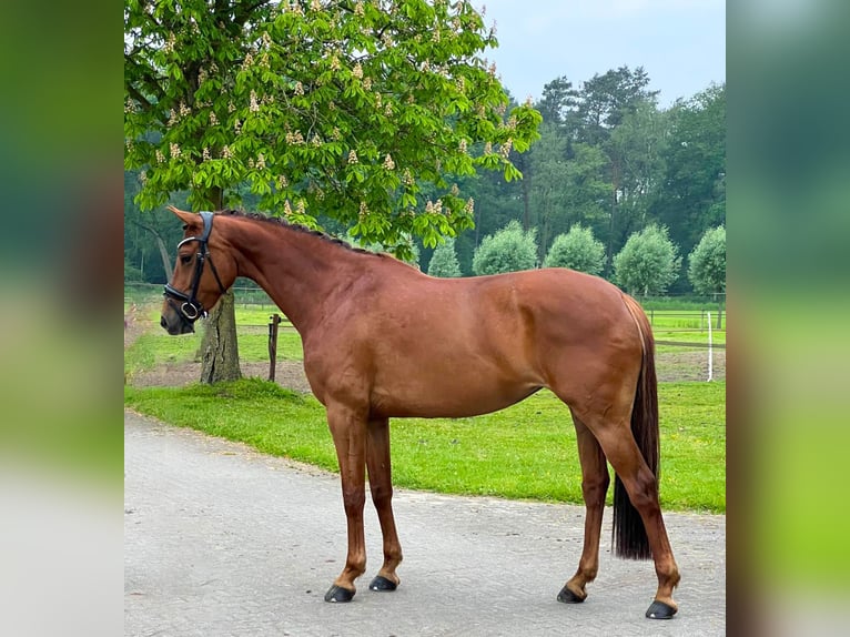 KWPN Mare 5 years 16 hh Chestnut-Red in Halle