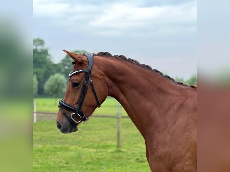 KWPN Mare 5 years 16 hh Chestnut-Red in Halle