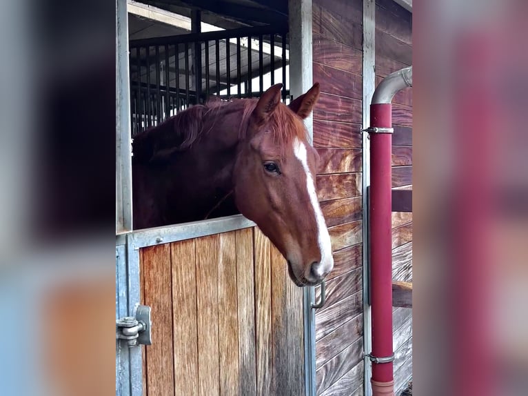 KWPN Mix Mare 5 years 16 hh Chestnut-Red in OberburgaU
