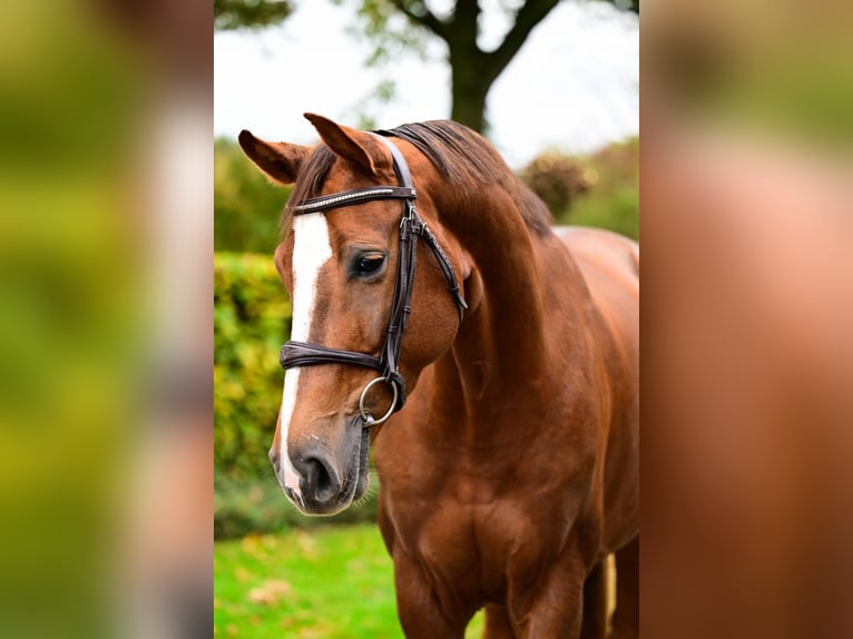 KWPN Mare 5 years 16 hh Chestnut-Red in Bladel