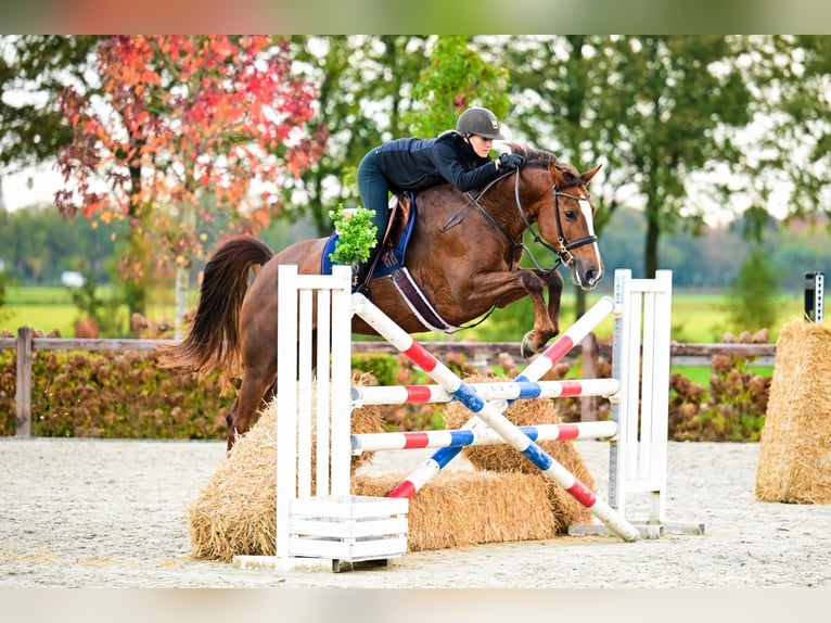 KWPN Mare 5 years 16 hh Chestnut-Red in Bladel