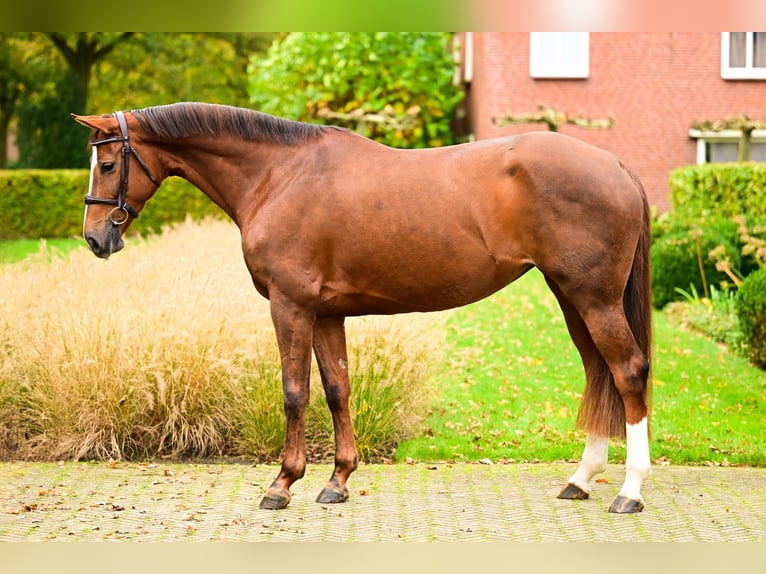 KWPN Mare 5 years 16 hh Chestnut-Red in Bladel