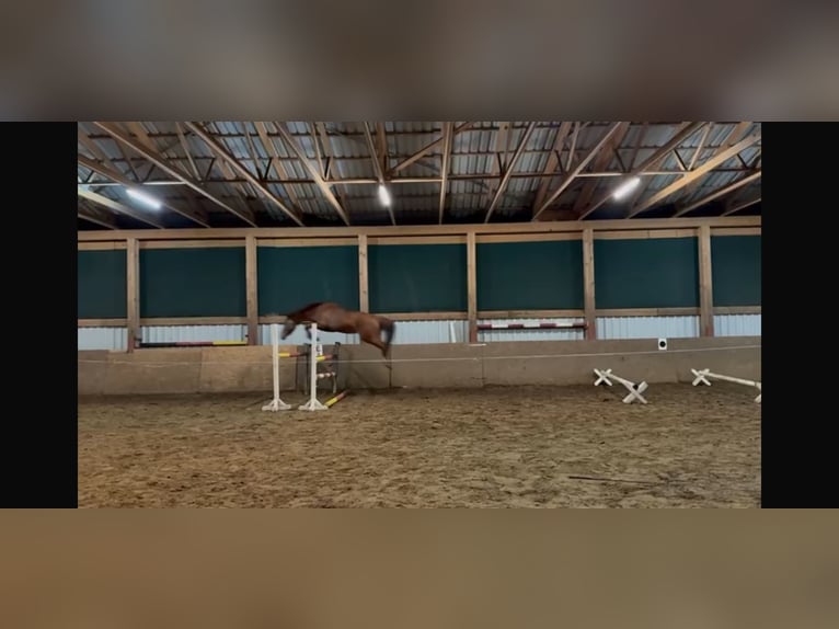KWPN Mare 5 years 16 hh Chestnut-Red in Meppen