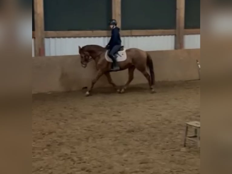 KWPN Mare 5 years 16 hh Chestnut-Red in Meppen