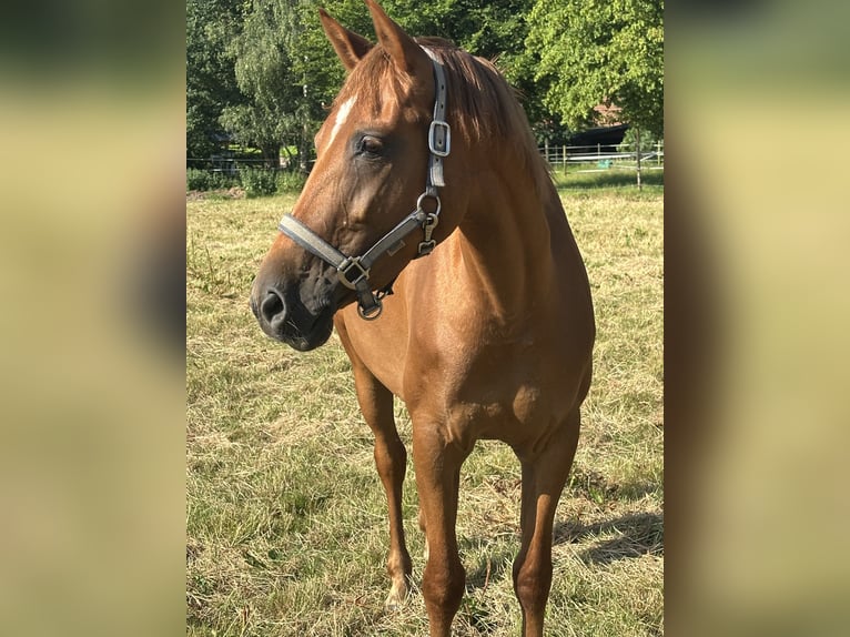 KWPN Mare 5 years 16 hh Chestnut-Red in Meppen