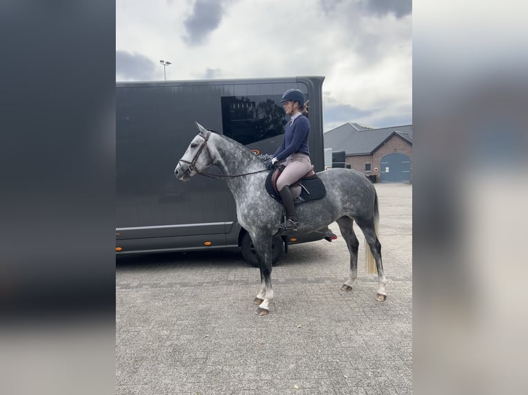 KWPN Mare 5 years 16 hh Grey in Beilen KWPN Mare 5 years 16 hh Grey in Beilen