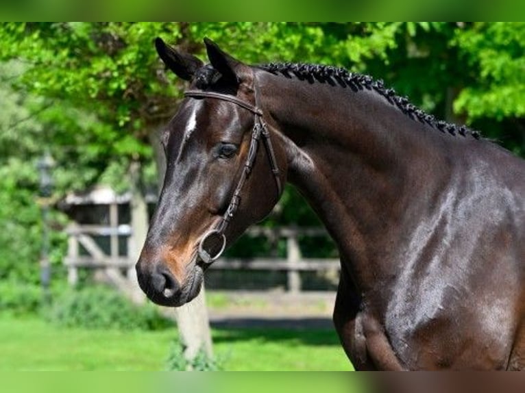 KWPN Mare 5 years 16 hh in Heerde